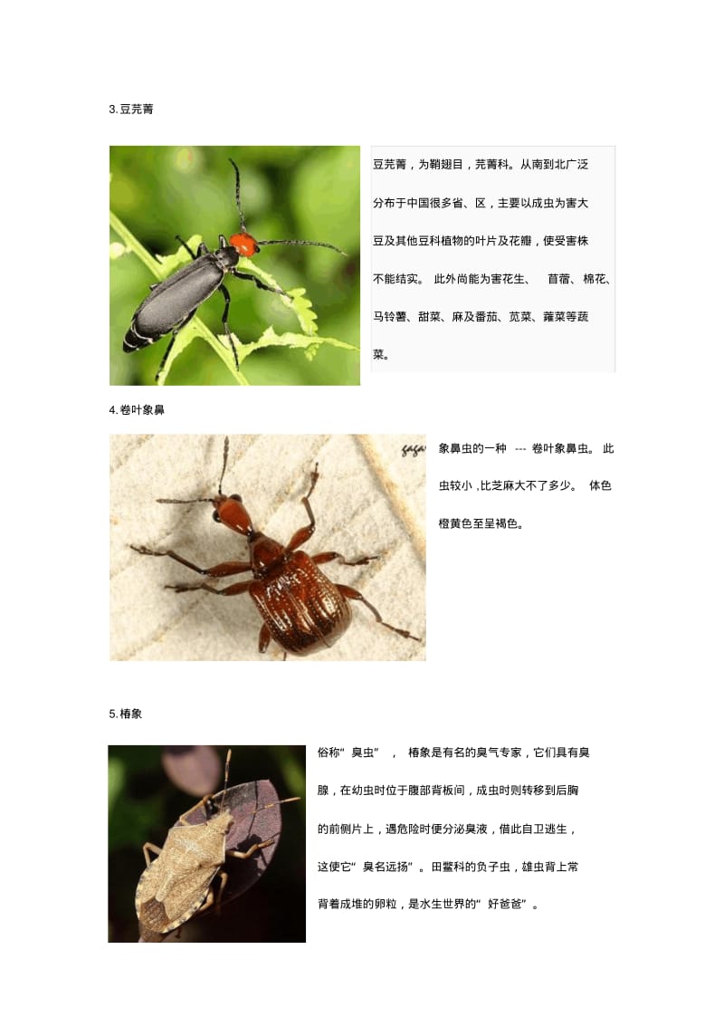 认识昆虫(名字图片)课件资料.pdf_第2页