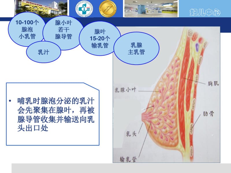 医学围哺乳期乳房保健专题课件.pdf_第2页