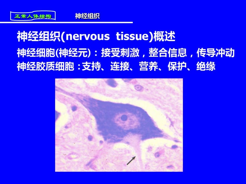 人体解剖与组织胚胎.第四章《神经组织》-医学精品.pdf_第3页