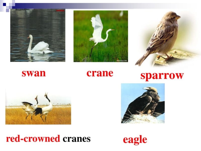 牛津译林版8AUnit6BirdwatchingRevision课件(共28张PPT).pdf_第2页