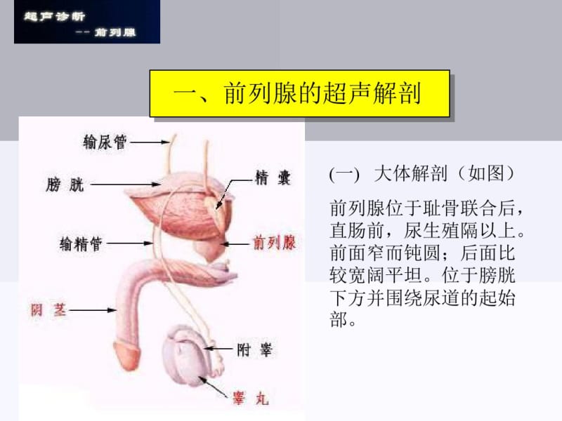 前列腺超声诊断-医学资料.pdf_第2页