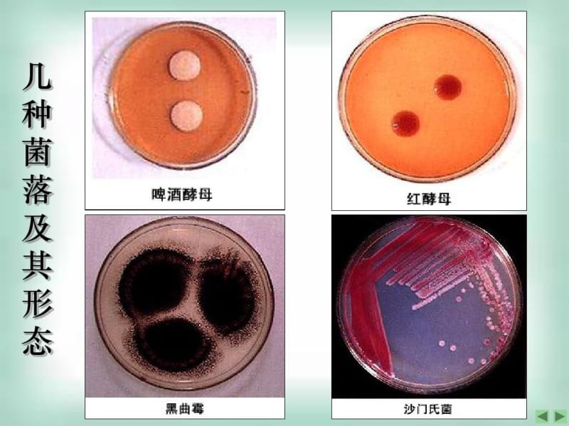 2.1_微生物的实验室培养—Alan53页PPT.pdf_第2页