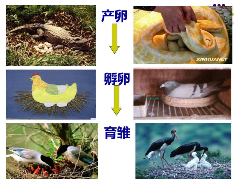 动物的繁殖活动课件.ppt.pdf_第3页