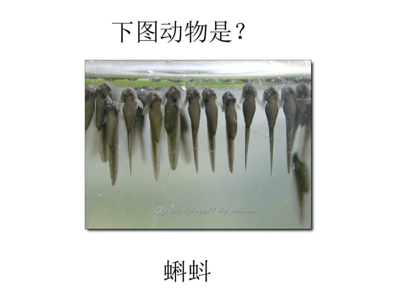 两栖动物课件.ppt.pdf_第3页