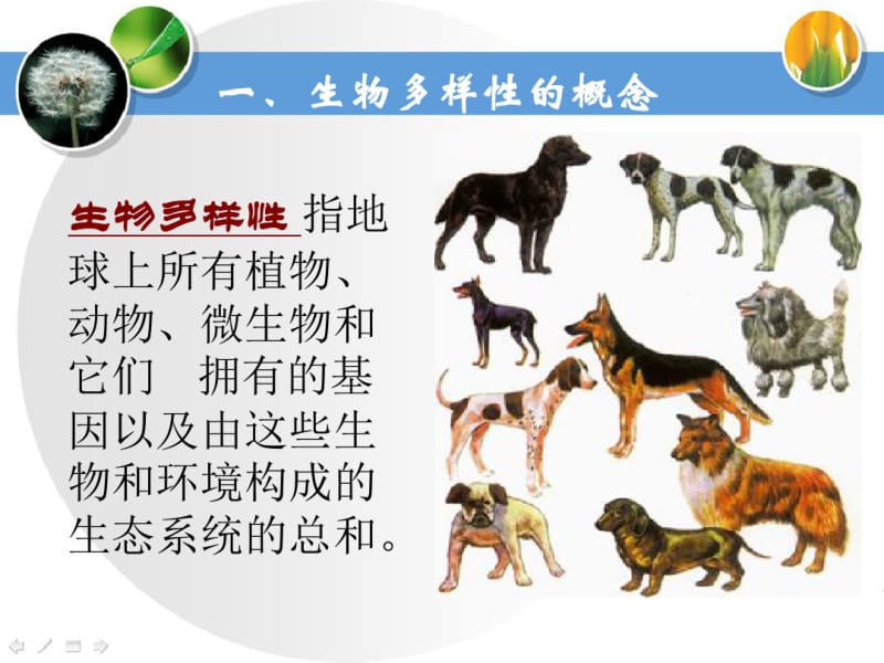 关于生物多样性课件.ppt.pdf_第3页