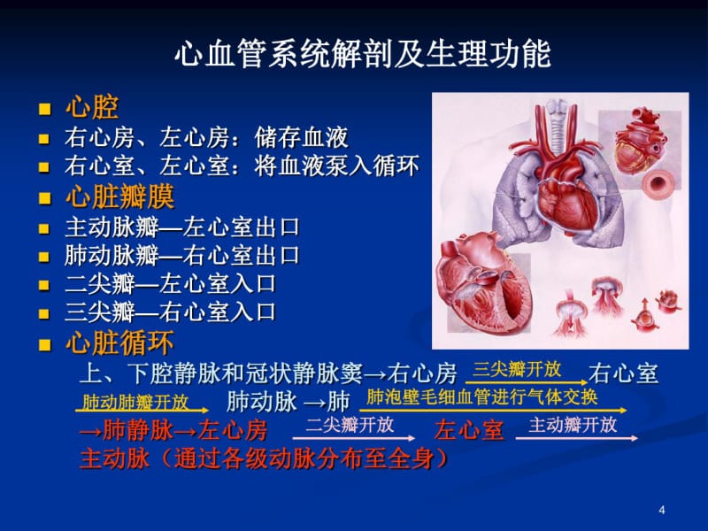 心血管系统解剖及生理功能心血管基础知识共53页.pdf_第3页