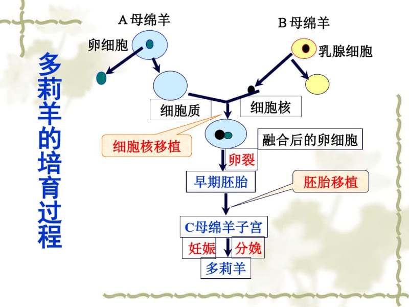 动物体细胞核移植技术与克隆动物共19页文档.pdf_第2页