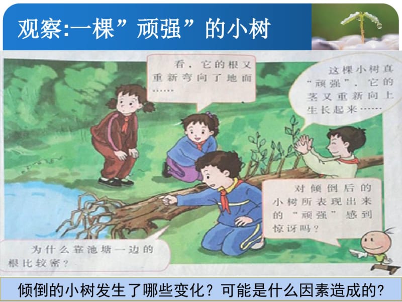 《一棵顽强的小树》PPT课件.pdf_第2页