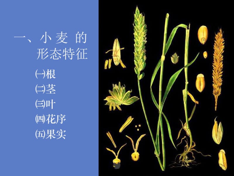 小麦栽培技术——春小麦的生长发育规律共46页.pdf_第2页