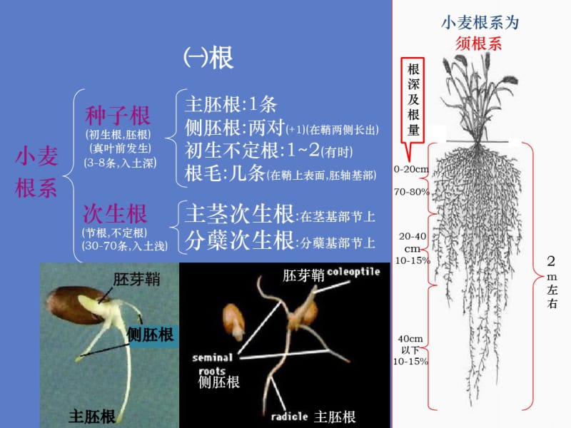 小麦栽培技术——春小麦的生长发育规律共46页.pdf_第3页