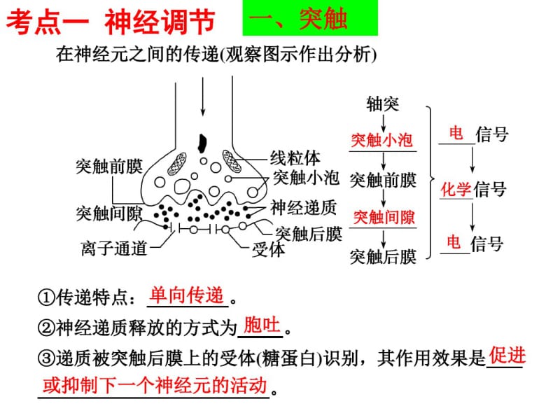 专题五神经调节和体液调节(高三二轮复习).pdf_第2页