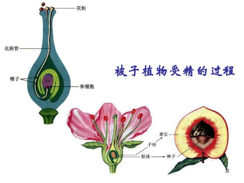 七年级生物下册《人的生殖》课件.pdf_第2页