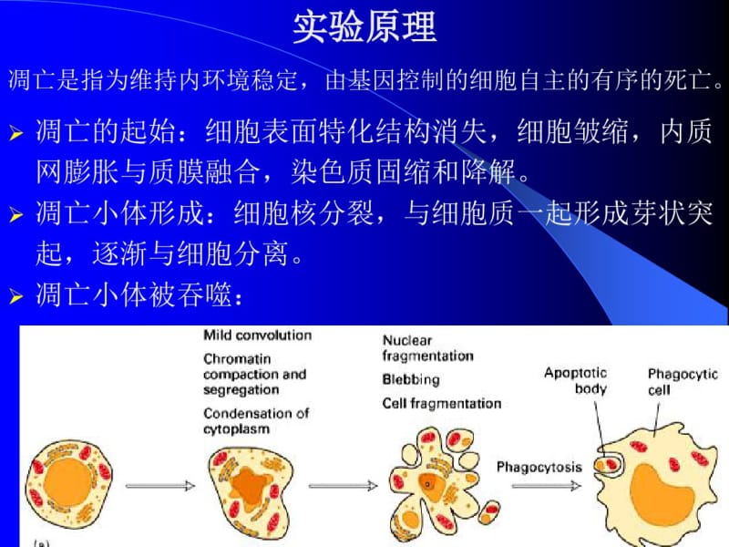 试验六吖啶橙染色检测细胞凋亡.pdf_第3页