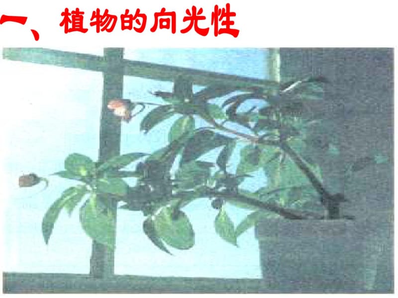 植物生长激素的发现-PPT课件.pdf_第2页