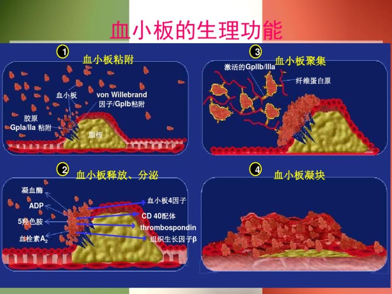 抗血小板药物讲解.pdf_第2页