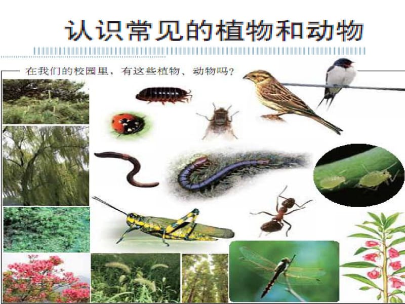 教科版科学六年级上册《校园生物大搜索》PPT39306.pdf_第2页