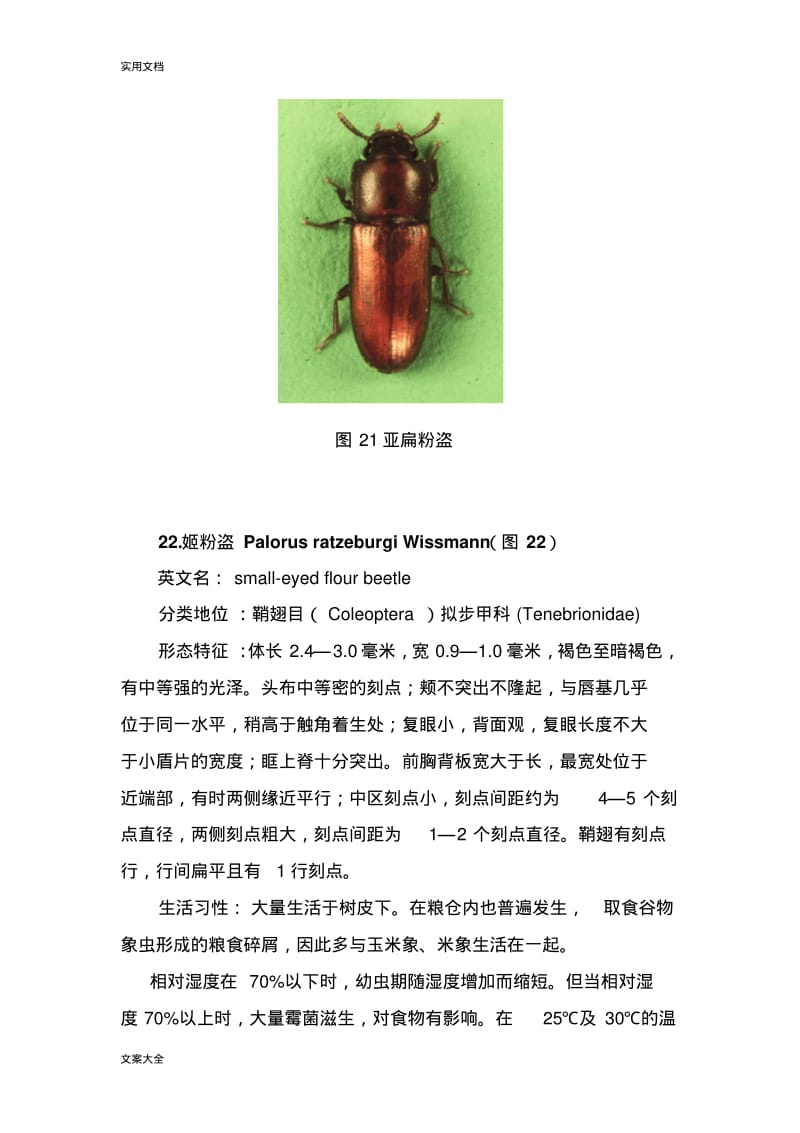 常见重要储粮害虫41种(三).pdf_第2页