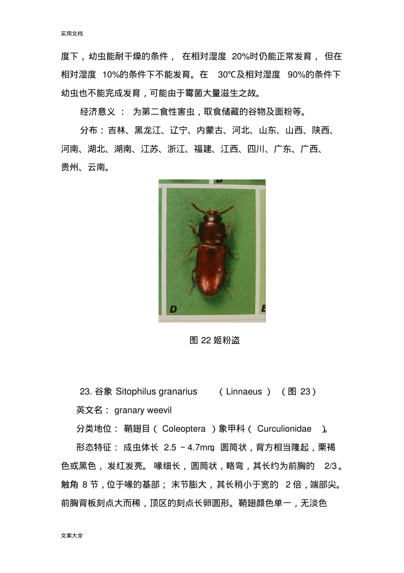 常见重要储粮害虫41种(三).pdf_第3页