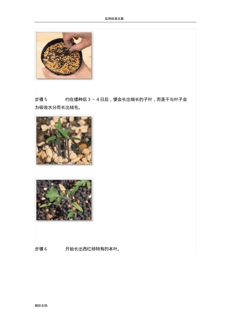 阳台小番茄地种植.pdf_第2页