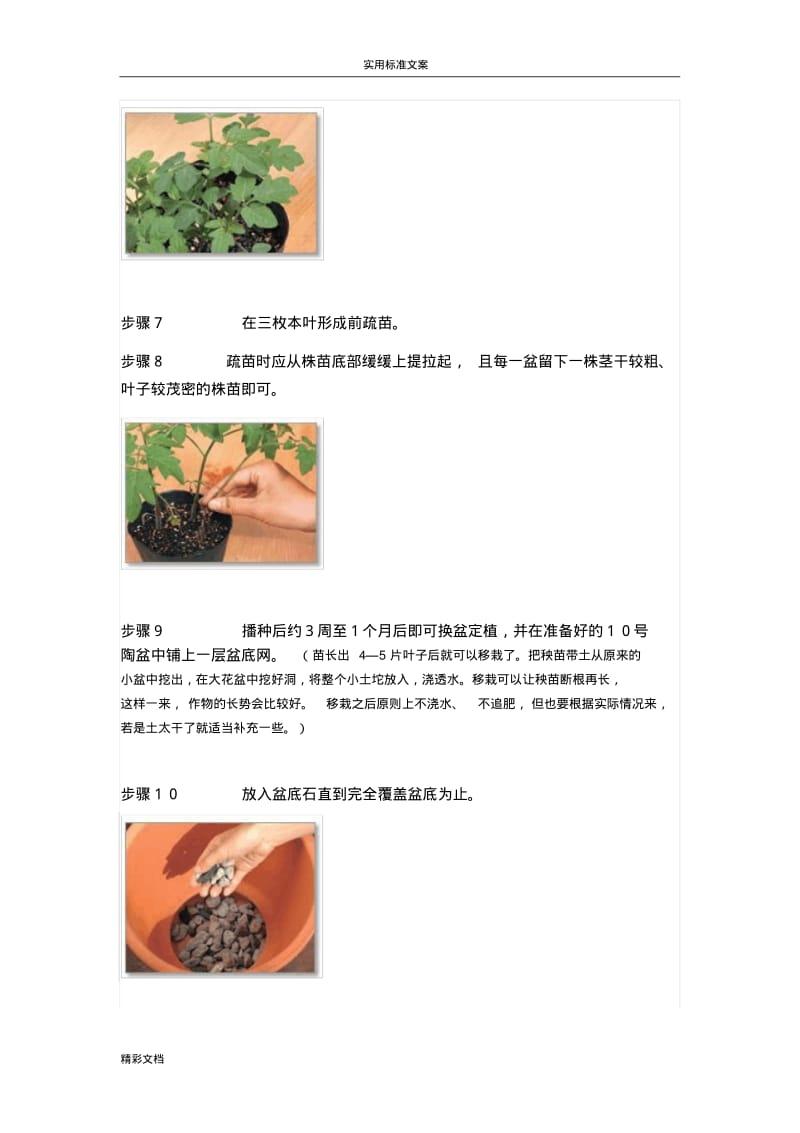 阳台小番茄地种植.pdf_第3页