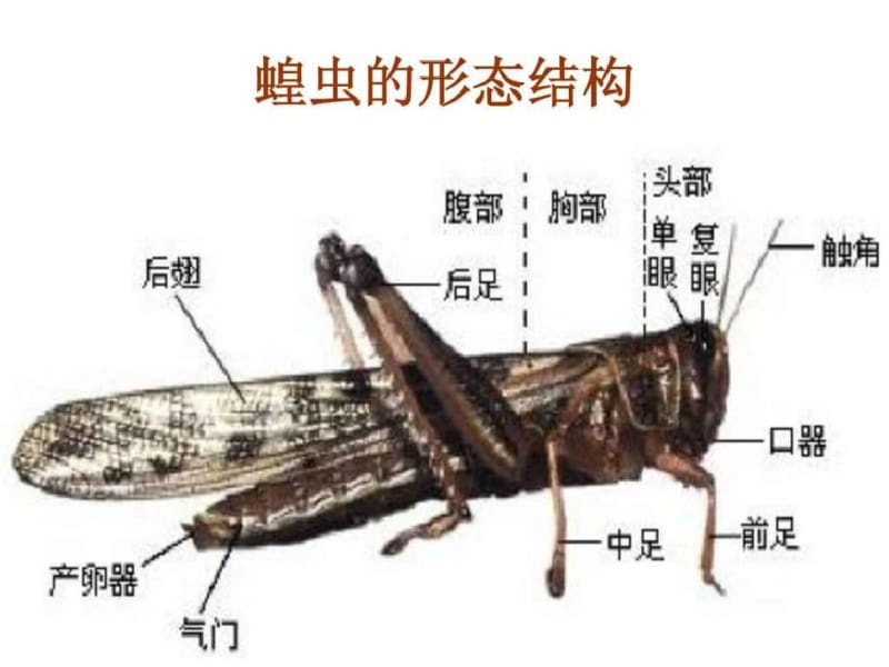 蝗虫PPT课件_图文.ppt-PPT文档资料.pdf_第3页