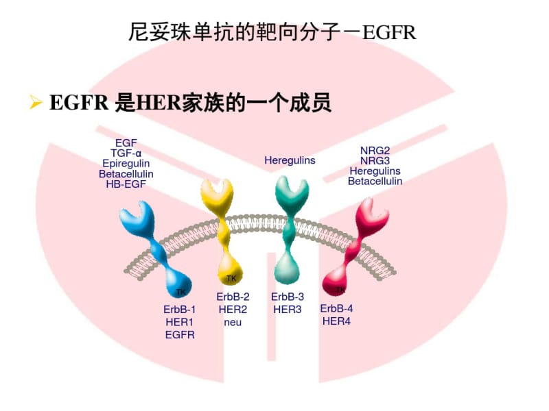 肿瘤靶向治疗药——尼妥珠单抗介绍.pdf_第3页