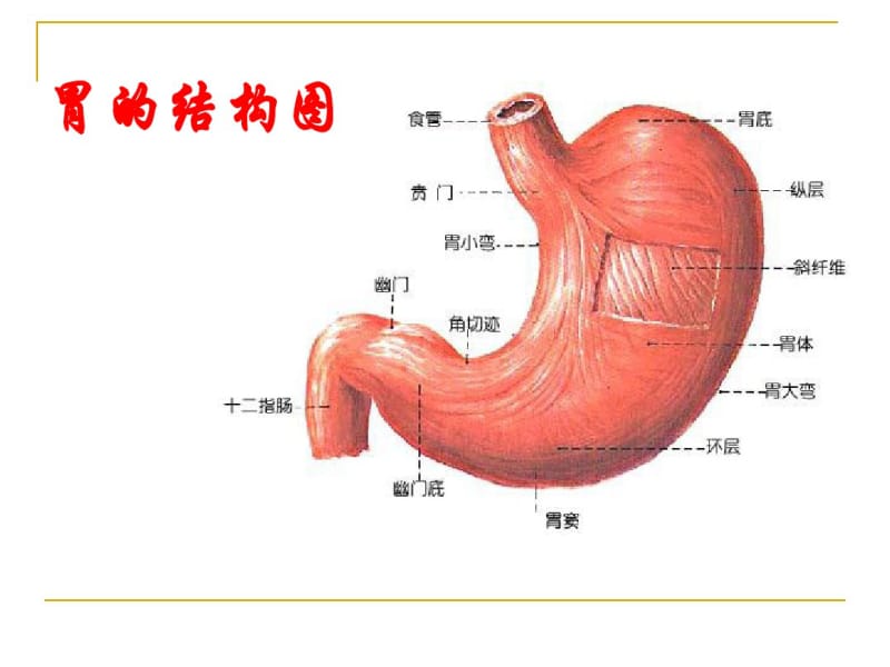 脾胃病的饮食调理和中医治疗.pdf_第2页