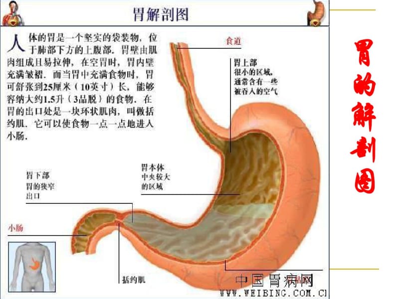 脾胃病的饮食调理和中医治疗.pdf_第3页