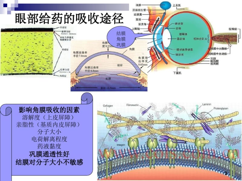 眼科药品介绍参考幻灯片.pdf_第2页