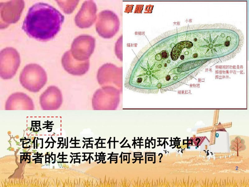 第一章人体的内环境与稳态(共36张).pdf_第2页