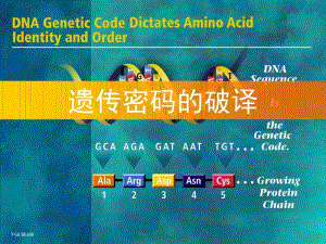 《教师参考》新课标人教版(高中生物)必修2同课异构课件4.3遗传密码的破译1.pdf