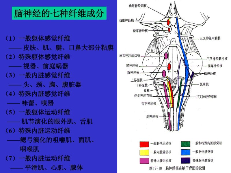 十二对颅神经解剖.pdf_第3页