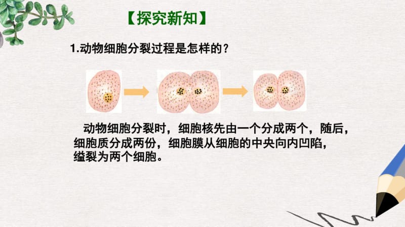 七年级生物上册2.2.1细胞通过分裂产生新细胞课件新版新人教版.pdf_第3页