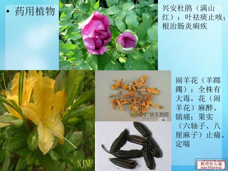 合瓣花亚纲概述.pdf_第3页