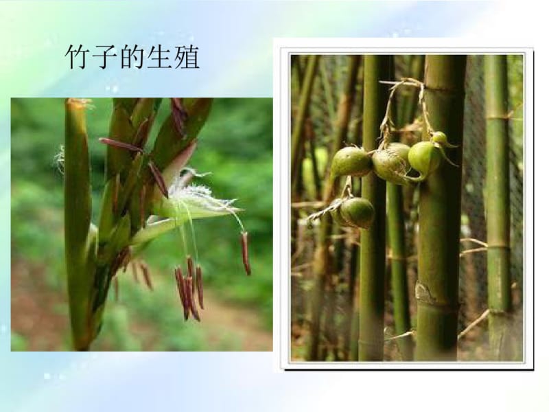 人教版生物八年级下册《植物的生殖》.pdf_第3页