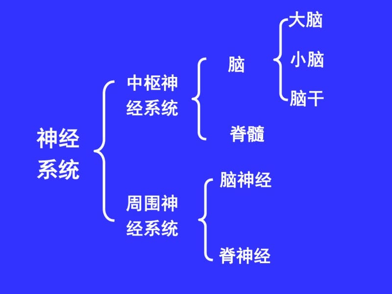 中枢神经系统(系统解剖学)课件.pdf_第2页