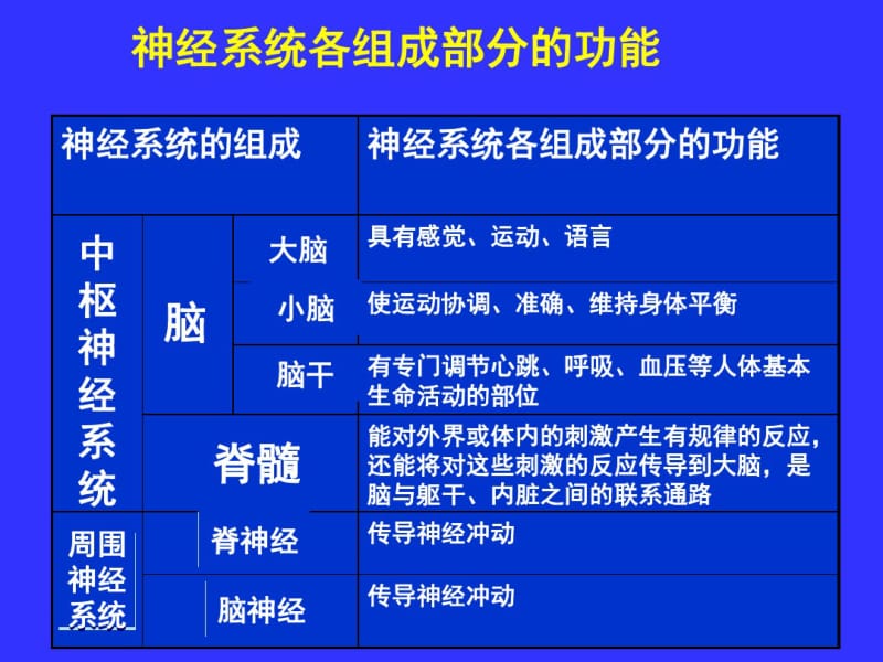 中枢神经系统(系统解剖学)课件.pdf_第3页