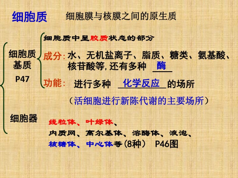 细胞器一轮复习【上课】用精编版.pdf_第3页