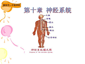 解剖学第十章神经系统(中枢神经系统)资料.pdf