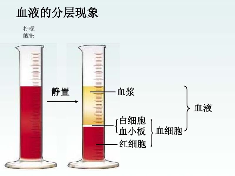 七年级上册生物人体内物质的运输(复习课)资料.pdf_第3页