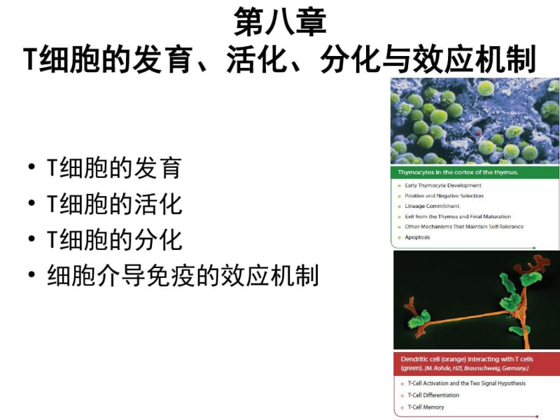 免疫学T细胞发育活化分化与效应机制.pdf_第2页