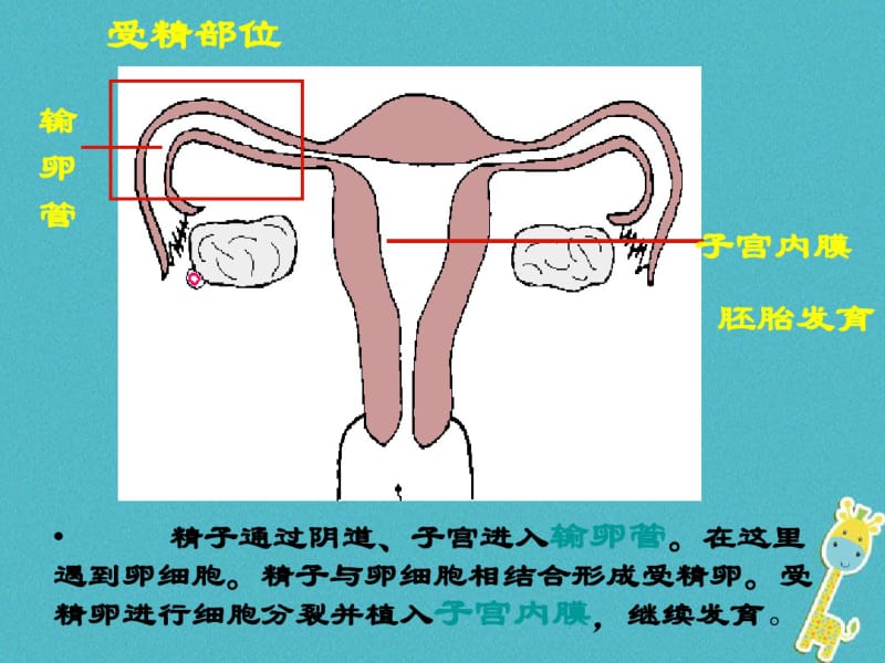 八年级生物下册生物圈中的人复习讲义新人教版.pdf_第3页