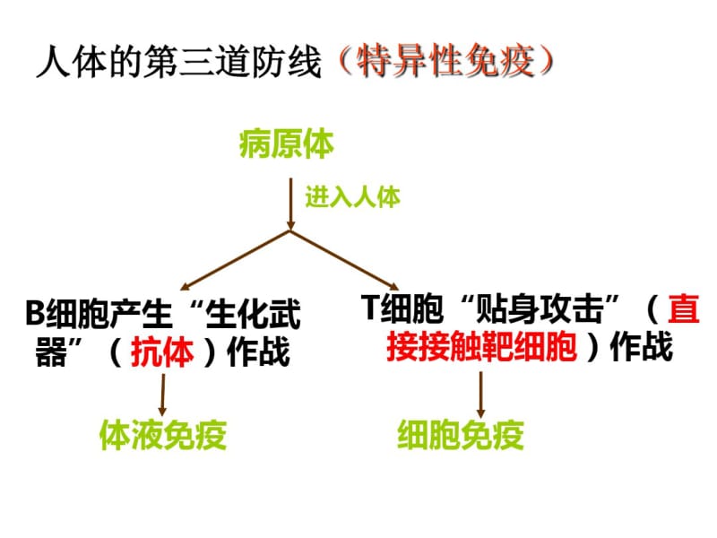 免疫调节市级公开课课件资料.pdf_第2页