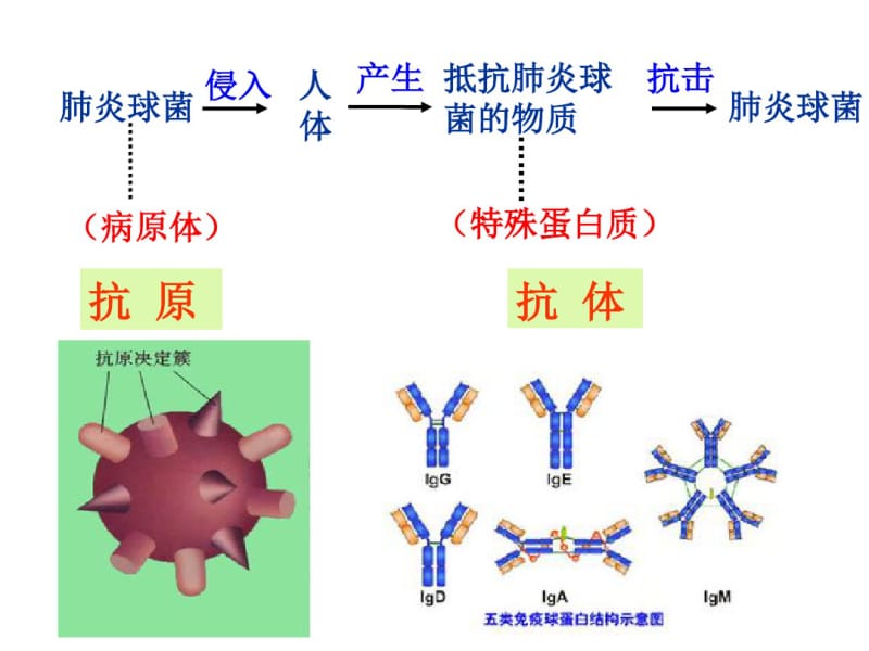 免疫调节市级公开课课件资料.pdf_第3页