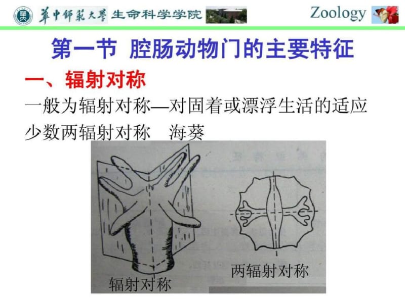 普通动物学-第五章腔肠动物门.pdf_第2页