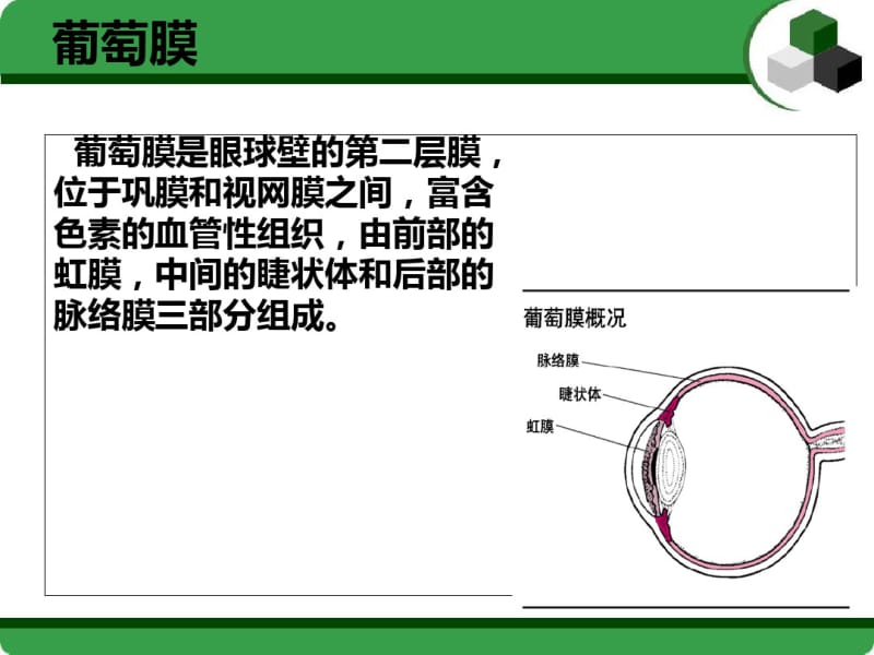 医学葡萄膜炎医疗护理查房.pdf_第2页