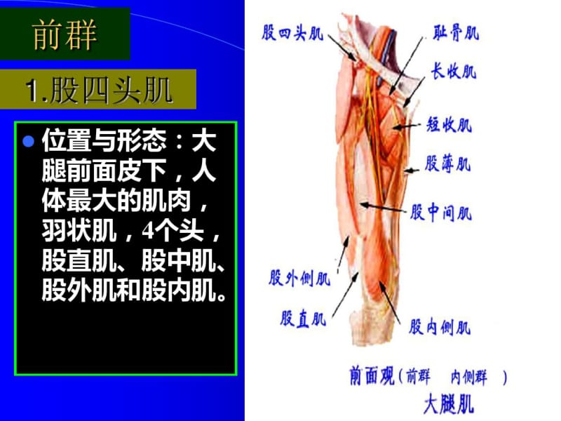 医学运动解剖学下肢肌大腿肌课件.pdf_第2页