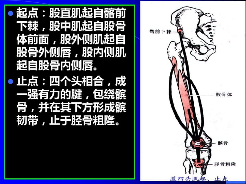 医学运动解剖学下肢肌大腿肌课件.pdf_第3页