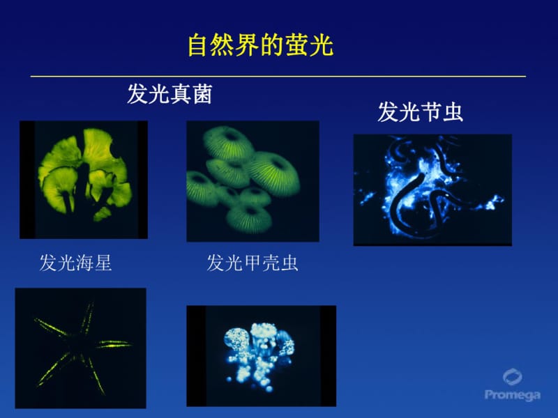 双萤光素酶报告基因技术.pdf_第2页