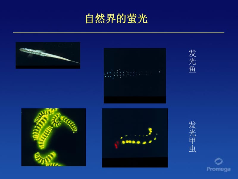 双萤光素酶报告基因技术.pdf_第3页